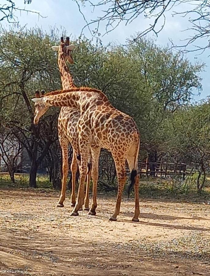 Ferienwohnung Kudus Crest Bush Retreat Marloth Park Exterior foto