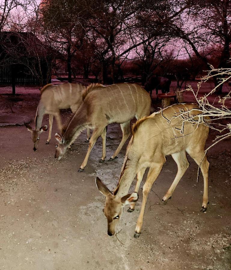 Ferienwohnung Kudus Crest Bush Retreat Marloth Park Exterior foto